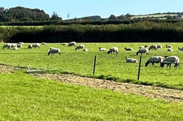 没绷住😂200只羊入侵球场并留住随地粪便，英国一球赛被动推迟